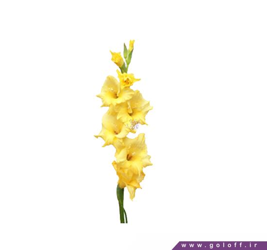 خرید آنلاین گل - گل گلایل موریسا - Gladiolus | گل آف