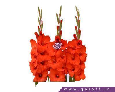 گل فروشی آنلاین - گل گلایل مونیکا - Gladiolus | گل آف