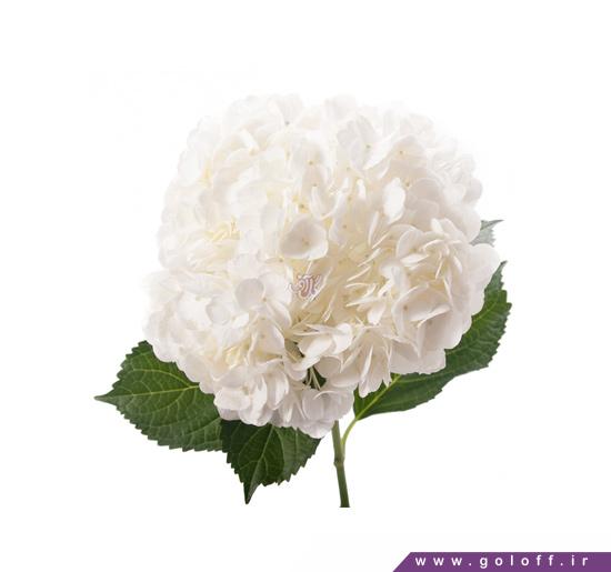 خرید گل - گل اورتانزیا وایت - Hydrangea | گل آف