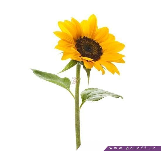 خرید گل آفتابگردان - Sunflower | گل آف